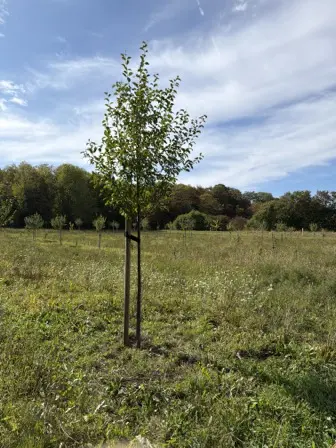 Foto treephoto-oiluzy3tx9ndnexj0qsfxr9i.jpeg
