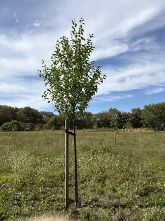 Foto treephoto-t46r2mbsd423ntljzh5og5f0.jpeg