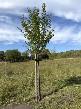 Foto treephoto-wkmularxrzl0tqmyxg4cgsmt.jpeg
