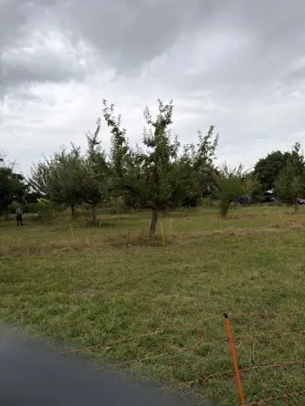 Foto treephoto-pye68yzqdfgwdqt1oh5m234i.jpeg