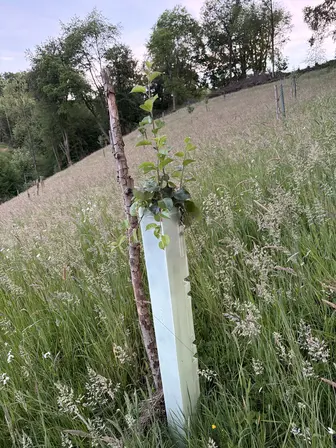 Foto treephoto-j1jjgty0cr9oa0ojpmf3rhfl.jpeg