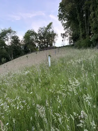 Foto treephoto-jz1fy8ocbxyuujubtkkyfdkw.jpeg
