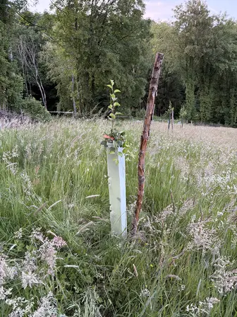 Foto treephoto-lj0m53ytv8jikk7kwq9aazvz.jpeg