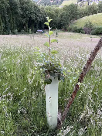 Foto treephoto-m2by1dro3po3bd5nxvtbvrkz.jpeg