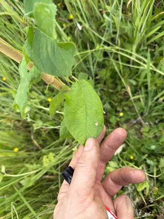 Foto treephoto-oiqu54anm2egceqc7kshv8t9.jpeg