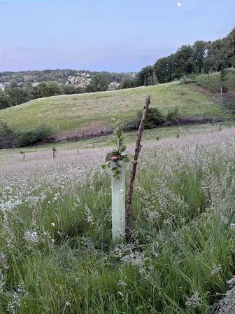 Foto treephoto-yj2jl1kguekwxxr96kzm6xg3.jpeg