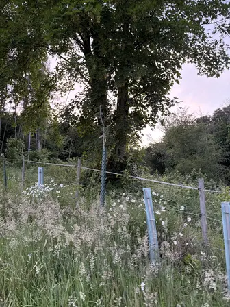 Foto treephoto-evubu3sth9e970jx7wgqo8dj.jpeg