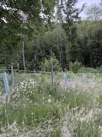 Foto treephoto-hsyzqvtuf56ofirlq9qmzvw1.jpeg