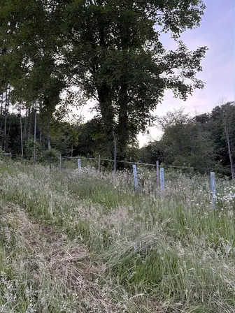 Foto treephoto-lwgzflv9h3ugalxr15mjueb4.jpeg