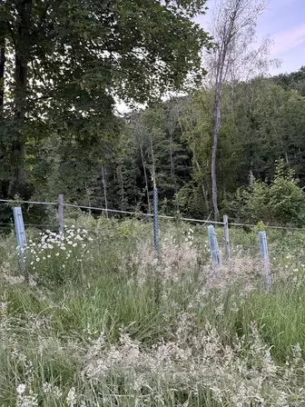 Foto treephoto-ooyrdd4261qc0npgngkl6qdo.jpeg