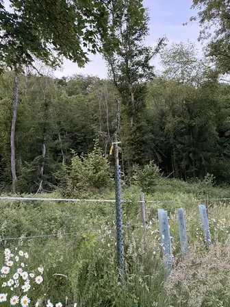 Foto treephoto-t7nmja7xb5ptbaq1zfg0o8dl.jpeg