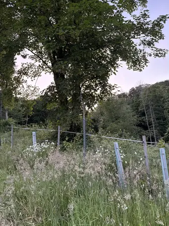 Foto treephoto-xorpf18g3ctdumv9ksy9h575.jpeg