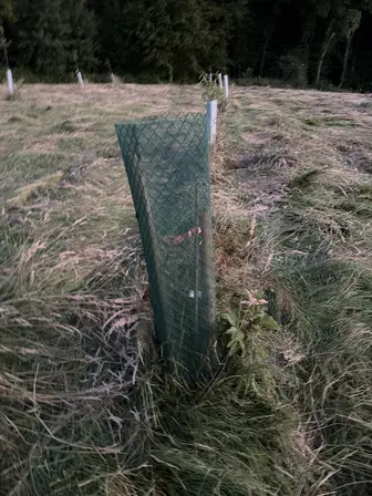 Foto treephoto-ncukl80liowzqh2edbnrhgs4.jpeg