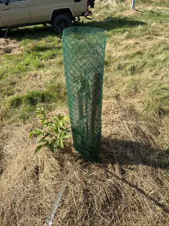Foto treephoto-s0e9yhth7rx75npqjpfaavjq.jpeg