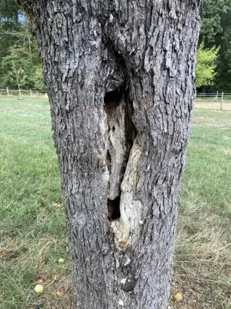 Foto treephoto-fhsuonogp58c9pzao8i9peeo.jpeg