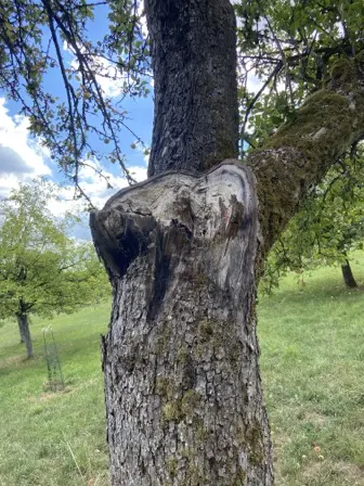 Foto treephoto-ml3iqcpj05mhuibm6f693acg.jpeg