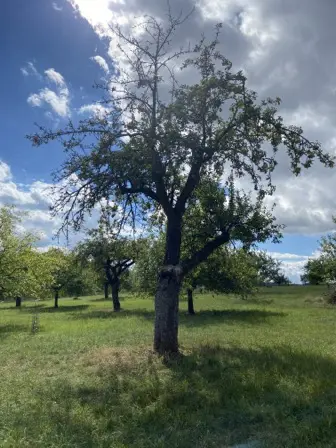 Foto treephoto-r50jh8pav2sdm0f6dvpodehg.jpeg