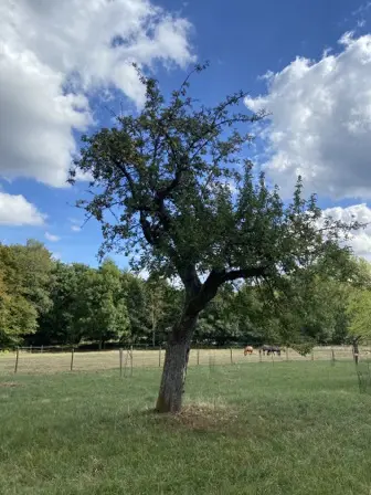 Foto treephoto-siq728mpxhlexw0epgh7ngzk.jpeg