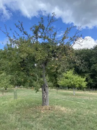 Foto treephoto-uvxjt6ky7ntnsihxz0rk5g2c.jpeg