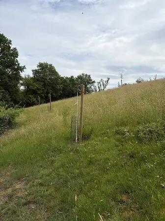 Foto treephoto-f1xv01owdts20fpzyvtajgfr.jpeg