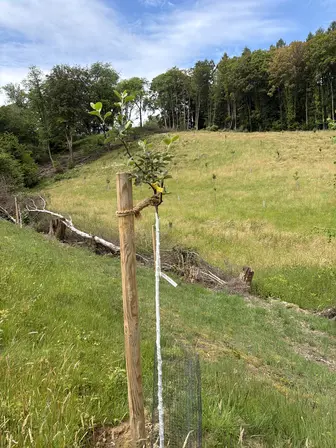 Foto treephoto-jpblm5hpi4zgtaj4f4e4g1ip.jpeg