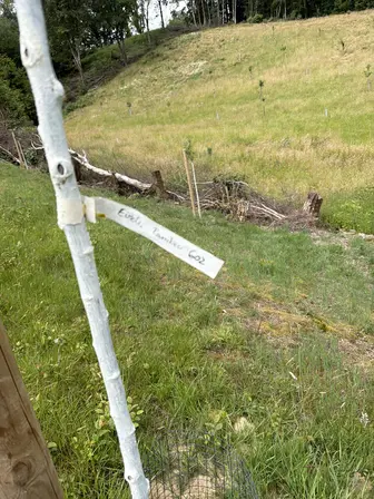Foto treephoto-kzf3bcyy3z09oaqwosq0etp1.jpeg