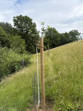 Foto treephoto-q15q0jqyha2qqh1exb2ug6pt.jpeg