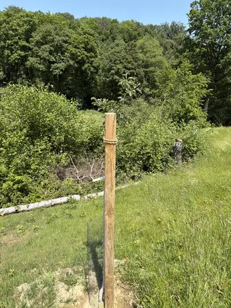 Foto treephoto-tcmjitherxel2ytz3l7gabso.jpeg