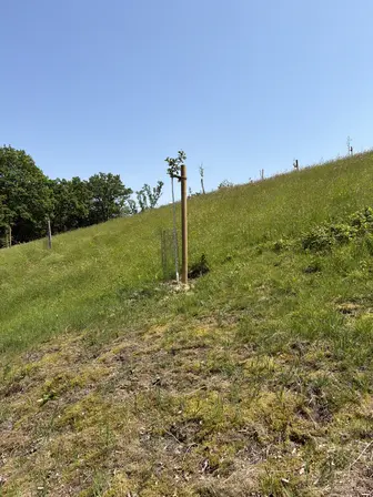 Foto treephoto-v7jm6zw8k46hx29sdwe6bpyr.jpeg