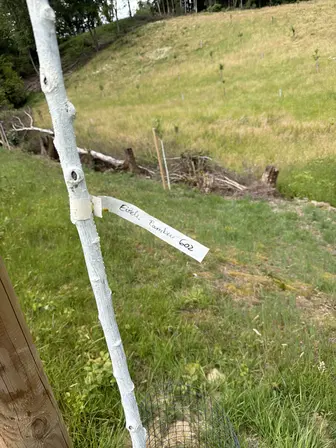 Foto treephoto-x6xo8mn2m58i5vx03gi635nx.jpeg