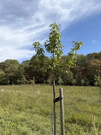 Foto treephoto-icbj84msmvx9ugcc8k6oxn3y.jpeg