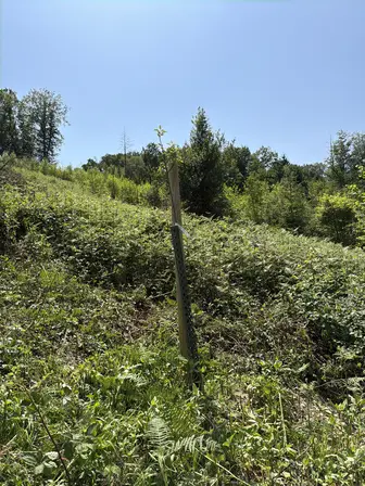 Foto treephoto-av26jsb0acvkxj45nfovlo3b.jpeg