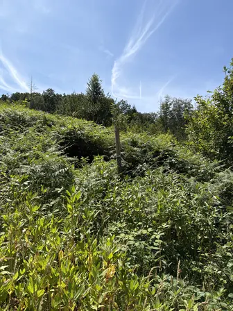 Foto treephoto-fz2azf2od2ea64dqeiojtrm8.jpeg