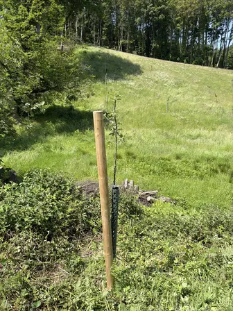 Foto treephoto-oo0fer9tnwlai3jffp0icdov.jpeg