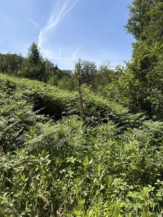 Foto treephoto-xebaw9pfmh8ijrknaou4bgk4.jpeg