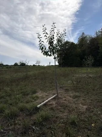 Foto treephoto-fa7j4iqok9olfptaqt44f8c3.jpeg