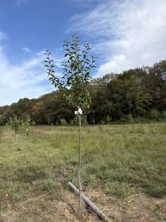 Foto treephoto-h3bebs4uz98rgrcvd9ydepod.jpeg