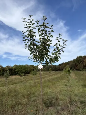 Foto treephoto-qg8gez783h3m272goc8n3f5w.jpeg