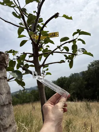 Foto treephoto-aofqhp4km8xbydq4cro3suv1.jpeg