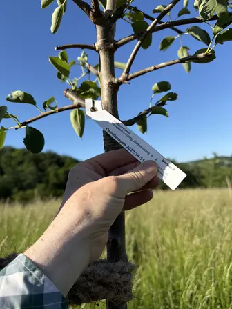 Foto treephoto-fshorfci8ha9mugmaxscbamo.jpeg