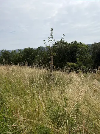 Foto treephoto-jjitsasr5r1bjo9qird72hzz.jpeg