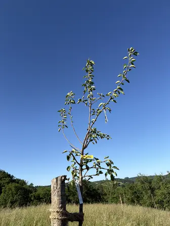 Foto treephoto-km8zcoxeqicnrxfxv9x8f15v.jpeg