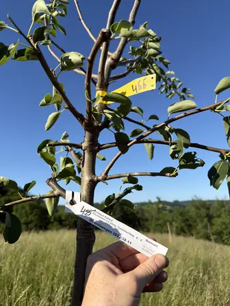 Foto treephoto-ll0udo4s3ulcocuy1s0zttnr.jpeg