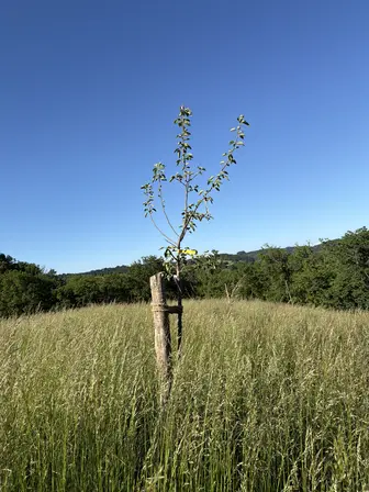 Foto treephoto-n9aj0quiwahktmqrryc7v5c2.jpeg
