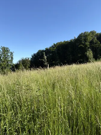 Foto treephoto-r0uxyys69c3f5640896spujq.jpeg