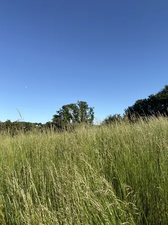 Foto treephoto-r4j7122zpqfm233lih4qvjgz.jpeg