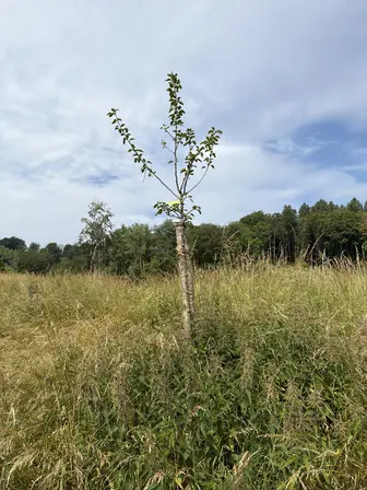 Foto treephoto-u479n3jmo8xyz9feo0sdhw6w.jpeg