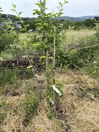 Foto treephoto-iuw3wpt3icza48bpkqvmaqi5.jpeg