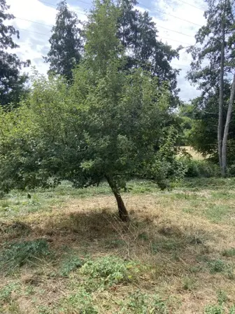 Foto treephoto-cppfv5gtt1eniud3thdhderv.jpeg