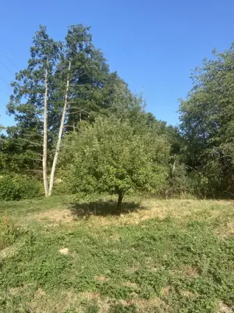 Foto treephoto-g2wxzdt0xebr2ls3qnkxbrw5.jpeg